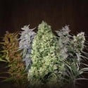 ACE Mix (ACE Seeds) feminizada