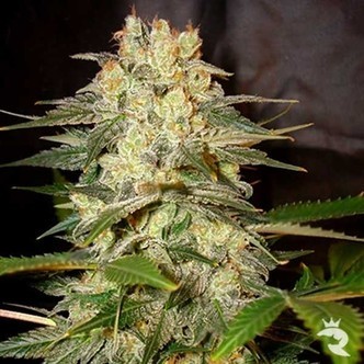 Afghan Kush Ryder Autoflorescente (World Of Seeds) Feminizada