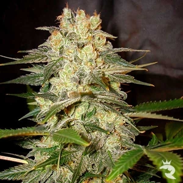 Afghan Kush Ryder Autoflorescente (World Of Seeds) Feminizada