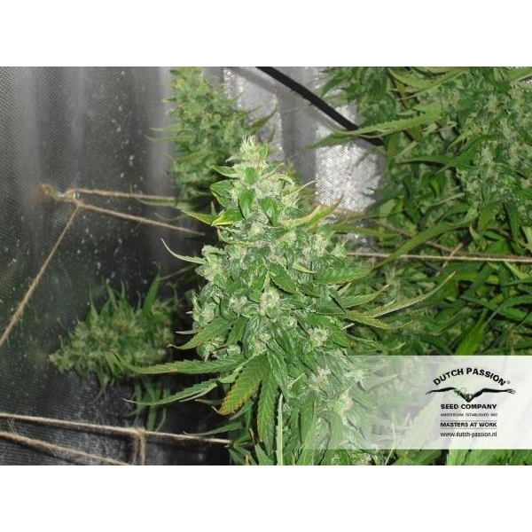 Auto Xtreme (Dutch Passion) feminizada