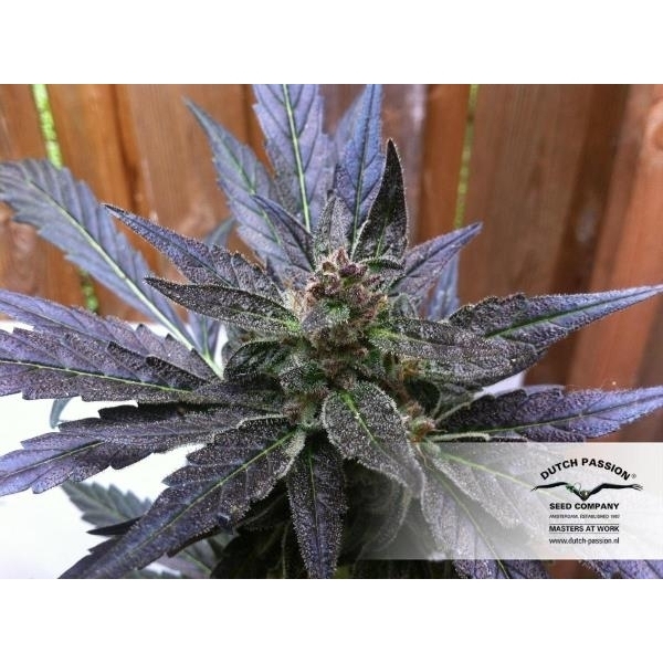 Auto Xtreme (Dutch Passion) feminizada