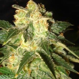 Pakistan Ryder Autoflower (World Of Seeds) feminizada