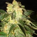 Pakistan Ryder Autoflower (World Of Seeds) feminizada