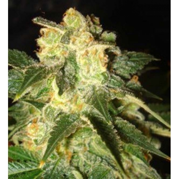 Pakistan Ryder Autoflower (World Of Seeds) feminizada