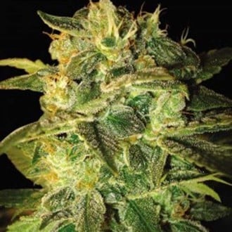 Sugar Mango Ryder Autoflorescente (World Of Seeds) feminizada
