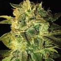Sugar Mango Ryder Autoflorescente (World Of Seeds) feminizada