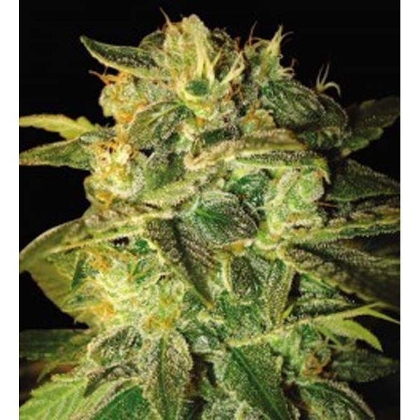 Sugar Mango Ryder Autoflorescente (World Of Seeds) feminizada