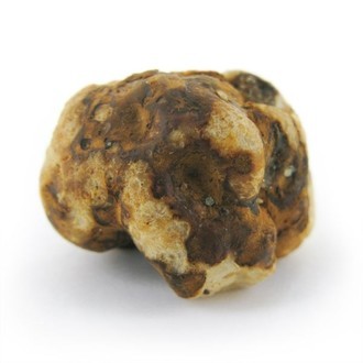 Trufas mágicas Tampanensis