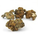 Hollandia Magic Trufas