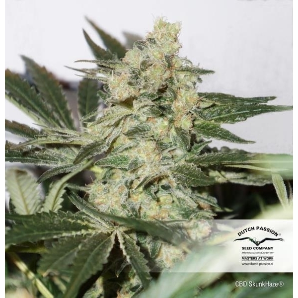 CBD Skunk Haze (Dutch Passion) feminizada