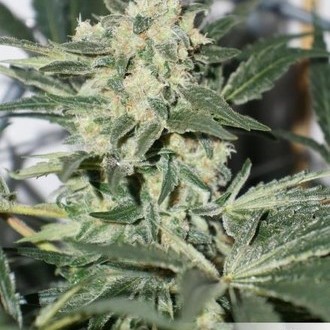 CBD Skunk Haze (Dutch Passion) feminizada