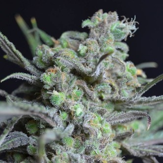 Critical (Sementes CBD) Feminizada
