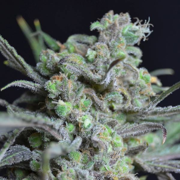 Critical (Sementes CBD) Feminizada
