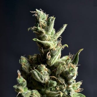Amnesia 5 (CBD Seeds) feminizada