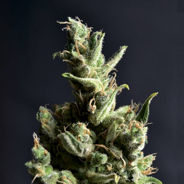 Amnesia 5 (CBD Seeds) feminizada