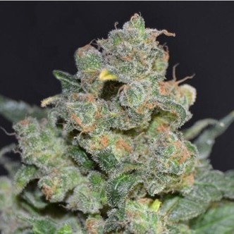 Cheese (Sementes CBD) feminizada