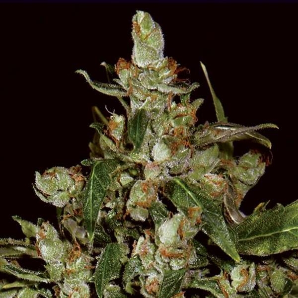 Auto Widow (Sementes CBD) feminizada