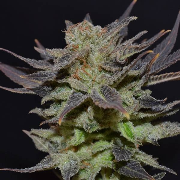 Auto Lavender (Sementes CBD) feminizada