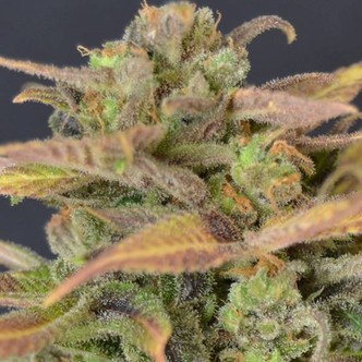 Auto Critical (Sementes CBD) feminizada