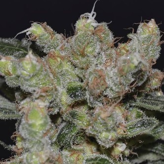 Zen (Sementes CBD) feminizadas