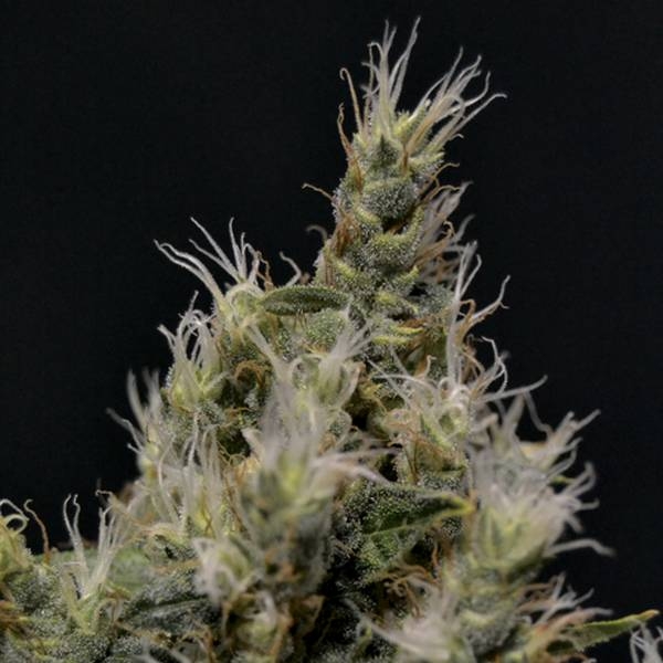 Vanilla Haze (Sementes de CBD) feminizada
