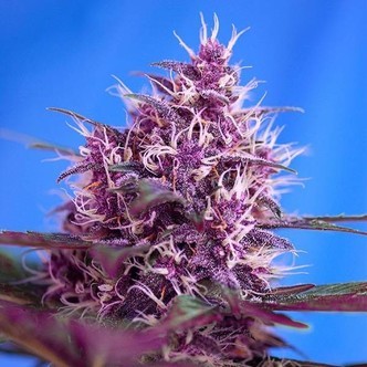 Red Poison Auto (Sweet Seeds) feminizada