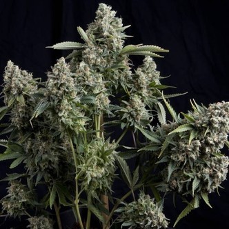 Tutankhamon (Pyramid Seeds) feminizada