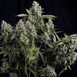 Tutankhamon (Pyramid Seeds) feminizada