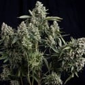Tutankhamon (Pyramid Seeds) feminizada