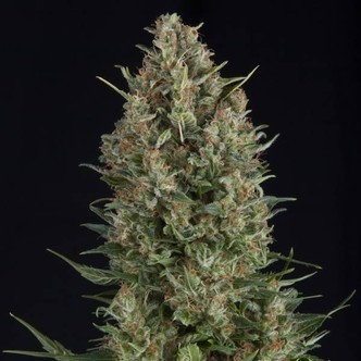 Wembley (Pyramid Seeds) Feminizada