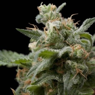 Super Hash (Pyramid Seeds) Feminizada