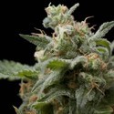 Super Hash (Pyramid Seeds) Feminizada