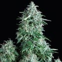 Anubis (Pyramid Seeds) feminizada