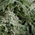Auto Northern Lights (Pyramid Seeds) feminizada