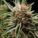 Auto Shark (Pyramid Seeds) Feminizada