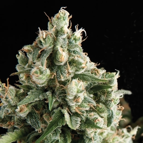 Auto Lennon (Pyramid Seeds) Feminizada