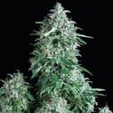 Auto Anubis (Pyramid Seeds) feminizada
