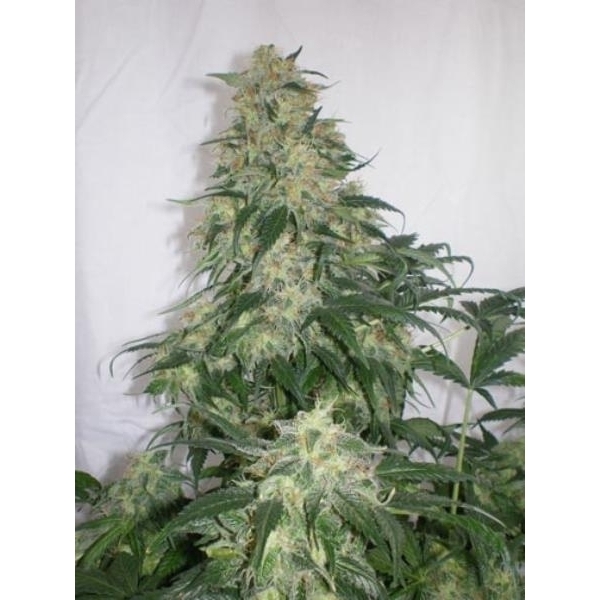 Amnesia Bilbo (Genehtik Seeds) feminizada