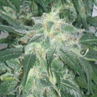 Amnesia Bilbo (Genehtik Seeds) feminizada