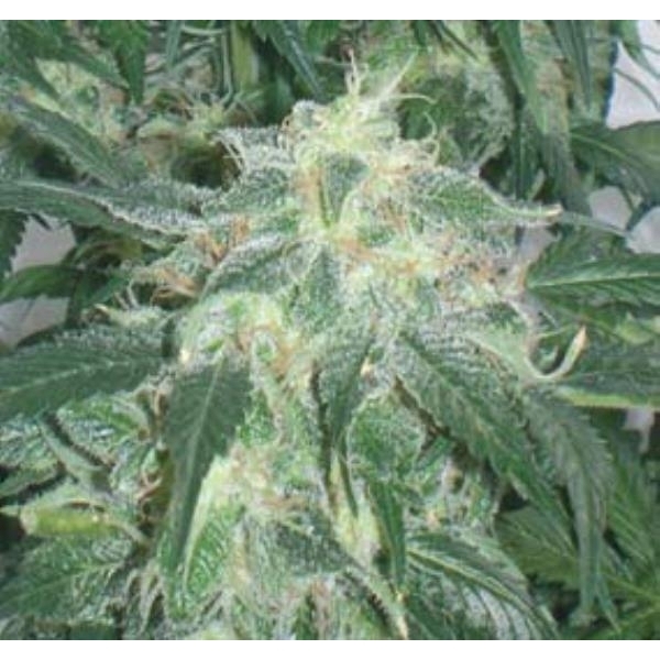 Amnesia Bilbo (Genehtik Seeds) feminizada