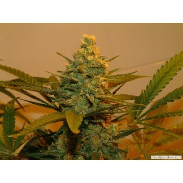 Kritikal Bilbo (Genehtik Seeds) feminizada