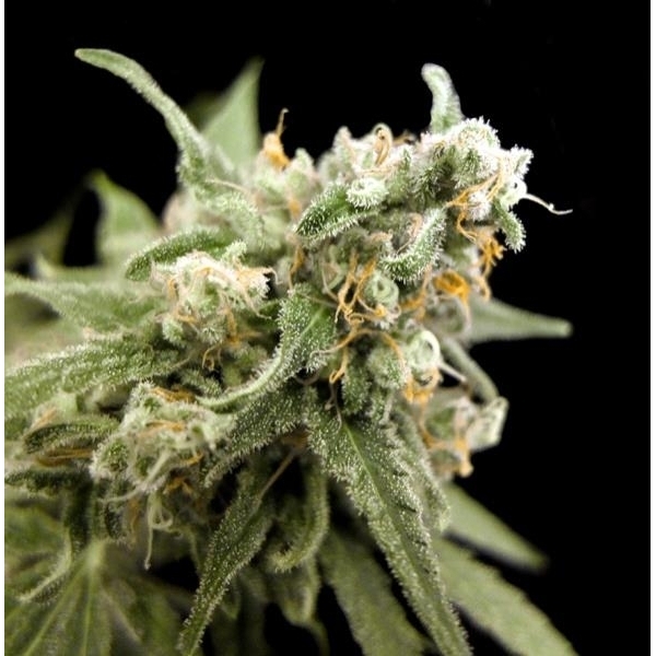 Kritikal Bilbo (Genehtik Seeds) feminizada