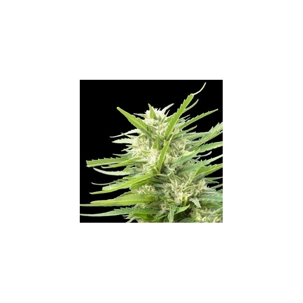 Kritikal Bilbo x AK-47 (Genehtik Seeds) feminizada