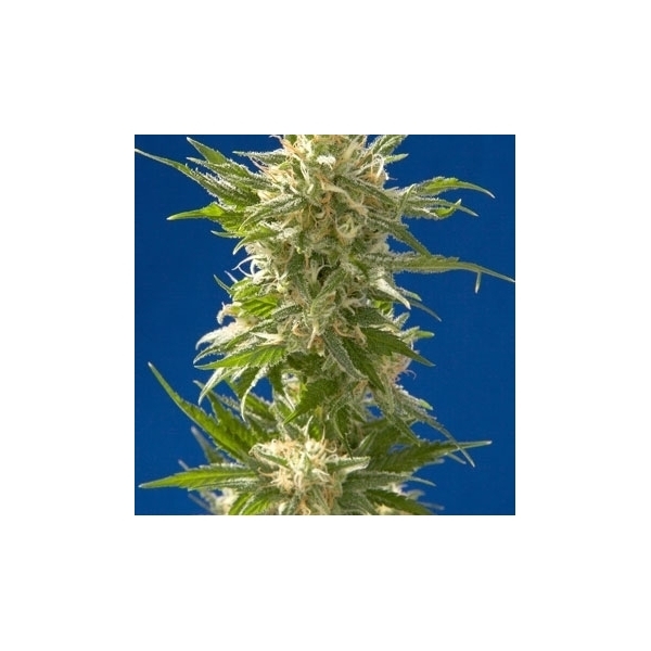 AK (Spliff Seeds) feminizada