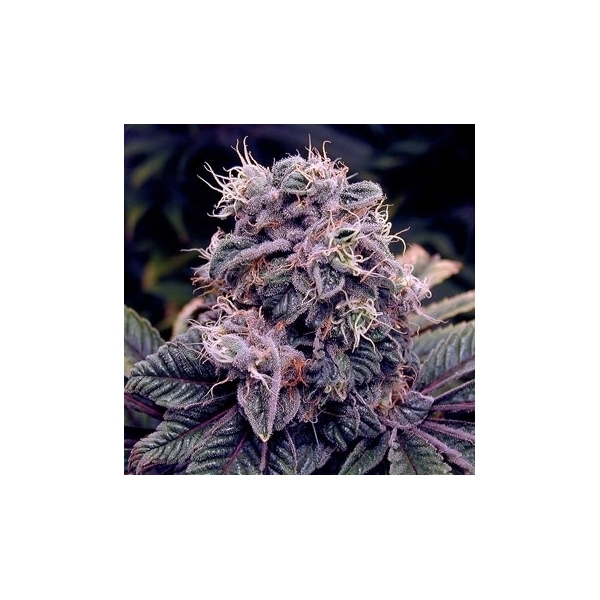 Blue Berry (Spliff Seeds) feminizada