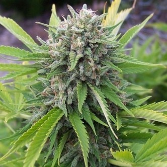 Bubblegun (Spliff Seeds) Feminizada