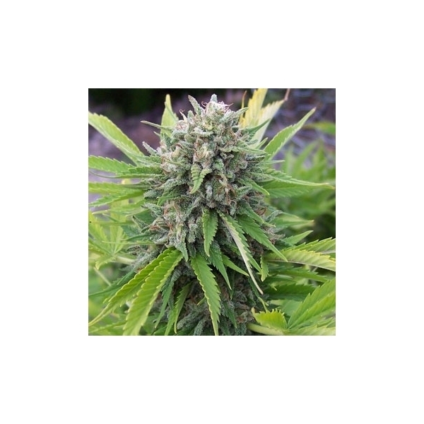Bubblegun (Spliff Seeds) Feminizada