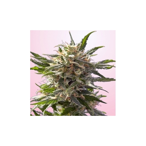 Crystal White (Spliff Seeds) feminizada