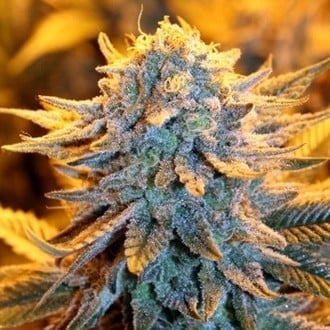 Dutch Autoflower (Spliff Seeds) feminizada