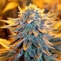 Dutch Autoflower (Spliff Seeds) feminizada